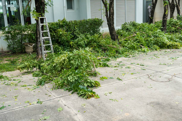 Large Tree Removal in Colstrip, MT